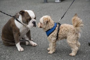 Heimtiermesse-Animal-2013-in-Stuttgart
