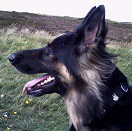 Hundetrainer Thanos Zois