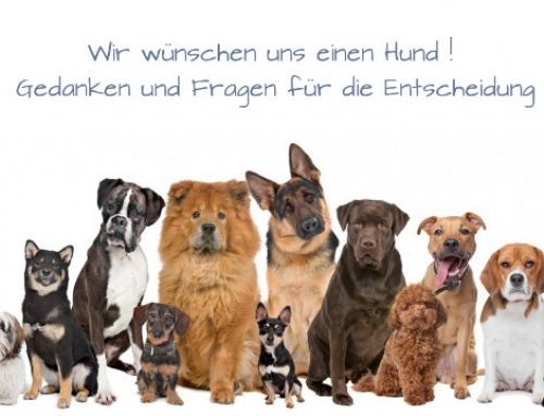 Dating app hundebesitzer
