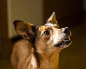 MIttelmeerkrankheiten HUnd