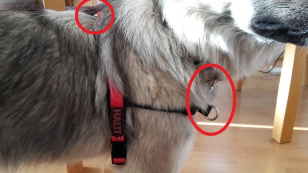 Im Test Das Halti Harness mit Bootsmann