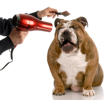 Hundefriseur Hundefriseur