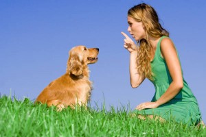 Hundezüchter Hundefachwirt IHK