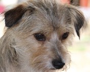 MIttelmeerkrankheiten Hund