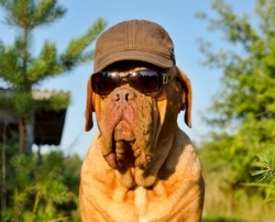 Sommerhitze-beim-Hund-B